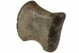 Hadrosaur (Edmontosaurus) Phalanx (III - ) - Wyoming #229124-2